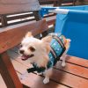 《猛暑》ドッグプールで快適な時間を@北本【DogNews（ドッグニュース）】